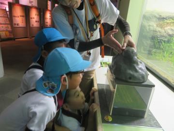 館内で石の下に隠れている生き物を見学する園児たちの様子
