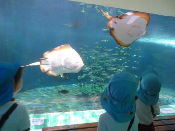 館内の水槽前でエイとイワシを見る園児たちの様子