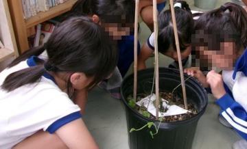 室内で、3年生がジャコウアゲハを観察している様子