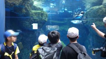 京都水族館でペンギンをみている児童たちの様子