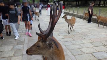 奈良公園の鹿の立派な角の様子