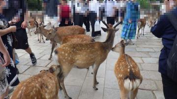 奈良公園の鹿が観光客に群がる様子