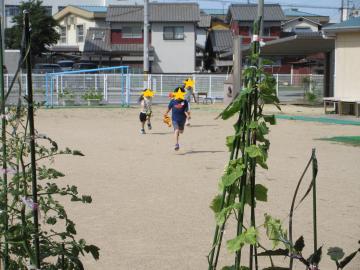 夏野菜の水やりをするためにじょうろを持ち、園庭中を走り回る子ども達