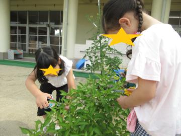 はさみを使ってシシトウを収穫する子ども達
