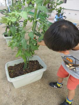 トマトの収穫をする子ども