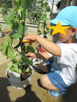 はさみを使ってキュウリを収穫する子ども