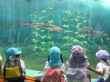 水槽を泳ぐ魚を見ている幼児