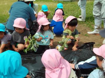 幼児がサツマイモの苗を植えている様子