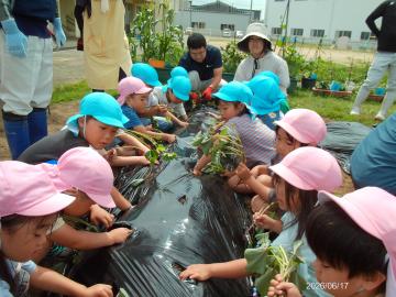 幼児が教師と一緒にサツマイモの苗を植えている様子