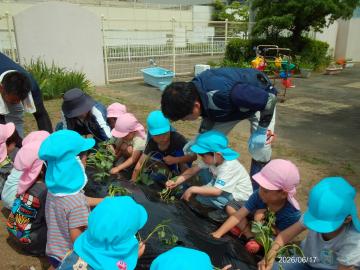 地域の方にサツマイモの苗の植え方を教えてもらっている様子