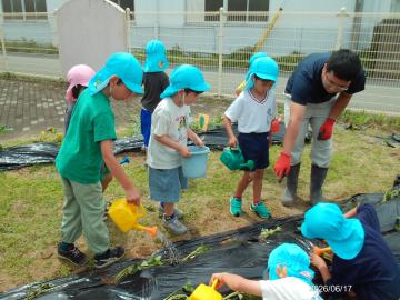 植えたサツマイモの苗に水やりをしている様子