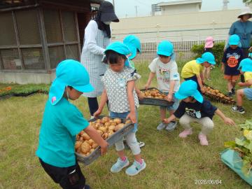 幼児が協力して、収穫したジャガイモを運んでいる様子