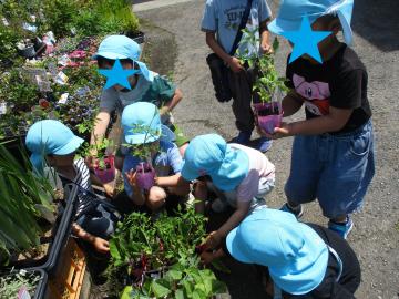 園芸屋さんで夏野菜の苗を選んでいる様子