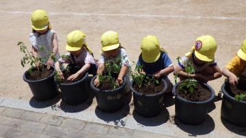 ミニトマトの苗を植えている様子