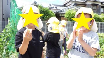 収穫したジャガイモを見せている幼児