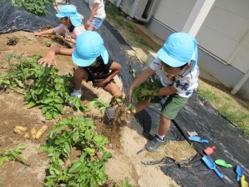 青い帽子をかぶった子どもたちが園庭の畑でシャベルや手で土を掘り起こしてじゃがいもを収穫している風景