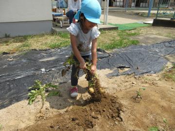 青い帽子をかぶった子どもが畑で土を掘り起こしてじゃがいもを引き抜いている様子