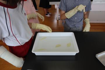 室内の机の上で葉脈の標本を作っている児童たちの様子