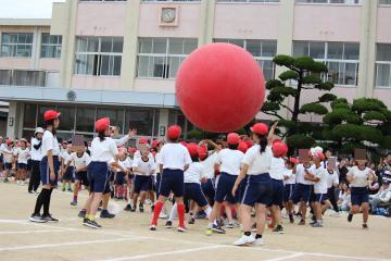 校庭で全校生紅組が大玉転がしを行う様子