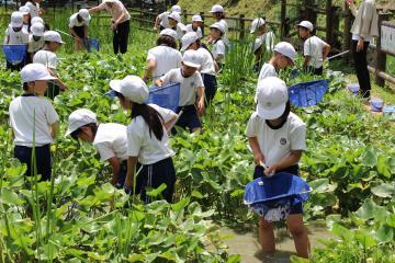 じゃぶじゃぶ池に入って、網で水生昆虫を捕まえる様子
