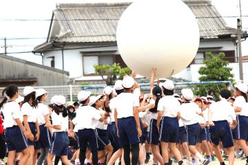 校庭で大玉転がしで白組の児童たちが大玉を送る様子