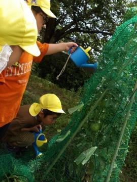 幼児が水やりをしながら、野菜の観察をする様子