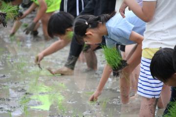 水の張られた田んぼで泥に足を入れながら苗を植えている子どもたち