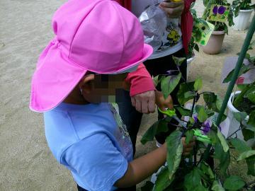 幼稚園で植えた野菜を収穫している様子