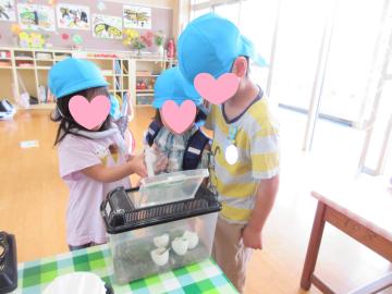 虫かごに入ったカタツムリを眺めたり触ったりする園児たち