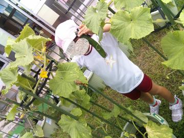 5歳児が野菜を収穫しているところ