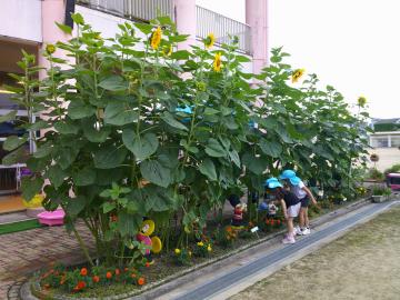 大きくなったヒマワリに毎朝水やりをしています