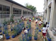 小学校の校舎脇の花壇で複数の子どもたちが帽子や体操服姿で花を植えたり世話をしている様子