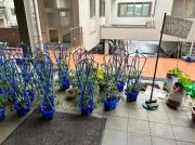 校舎内の入口付近に青い鉢に植えられた複数の植物が並びそばに案内スタンドや消毒設備が置かれている様子