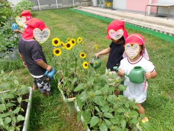 3歳児たちが屋外でひまわりなどに水やりをしている様子