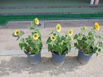 保育室前の階段前に、3つの青いプラスチック鉢に植えられた複数の背の低いひまわりが並び置かれている