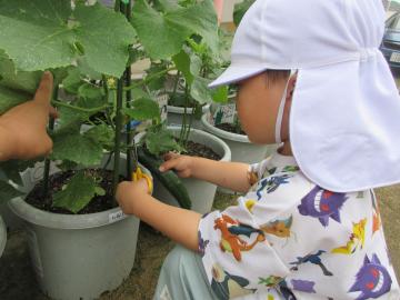 白い帽子をかぶった子どもが鉢植えの野菜に触れて世話をしている様子