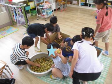 5歳児が、収穫したジャガイモを大きさ別に仕分けをしている様子