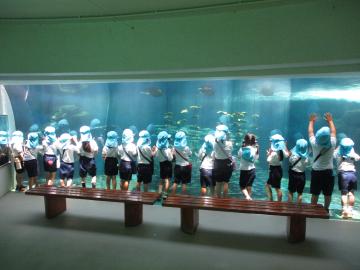 水槽の前に並んで、エイやサメなどの魚を見ている様子