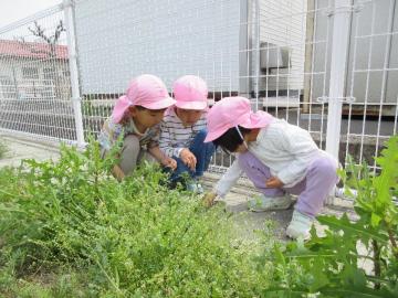 虫探し