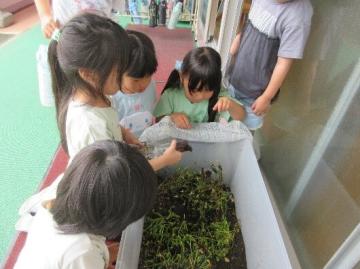 飼育・観察