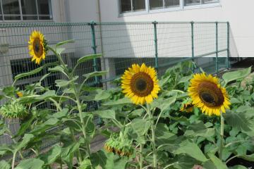 中庭に植えられたひまわりの写真