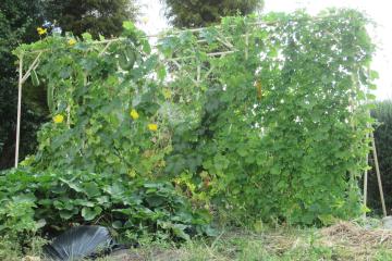 校庭の畑に植えられたひょうたん、へちま、ゴーヤの様子