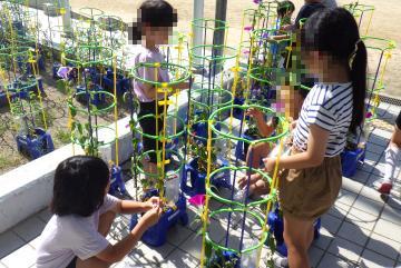 色水をつくるために、あさがおの花びらをとっている様子