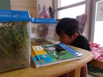幼児が虫カゴに捕まえた虫の観察をする姿