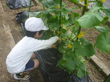 大きく育ったキュウリを収穫します。