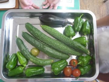 収穫した野菜をトレイにのせて並べた様子