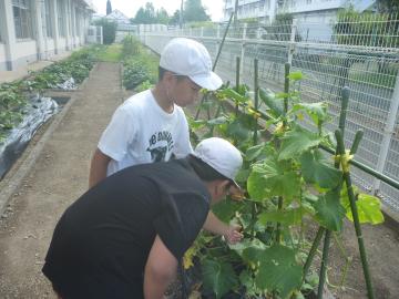 収穫できそうな野菜を探す様子