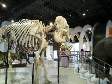 恐竜やマンモスにも興味をもっている様子