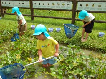 池に入って、網を使い生き物を探している様子。