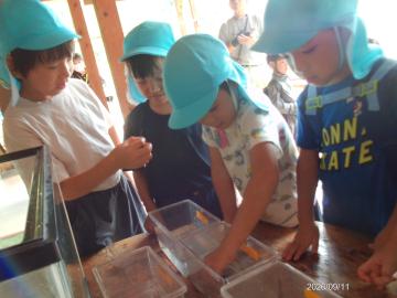 池で見付けた生き物を水槽に入れて見ている様子。